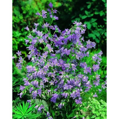 Picture of Bellflower - Nettle Leaved (Campanula trachelium)